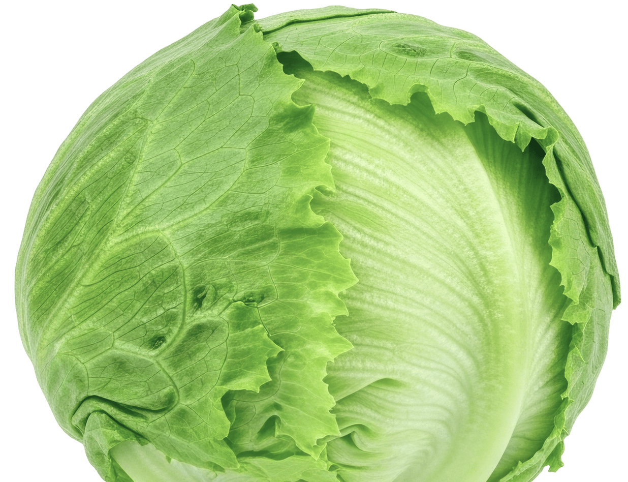 icebery lettuce head